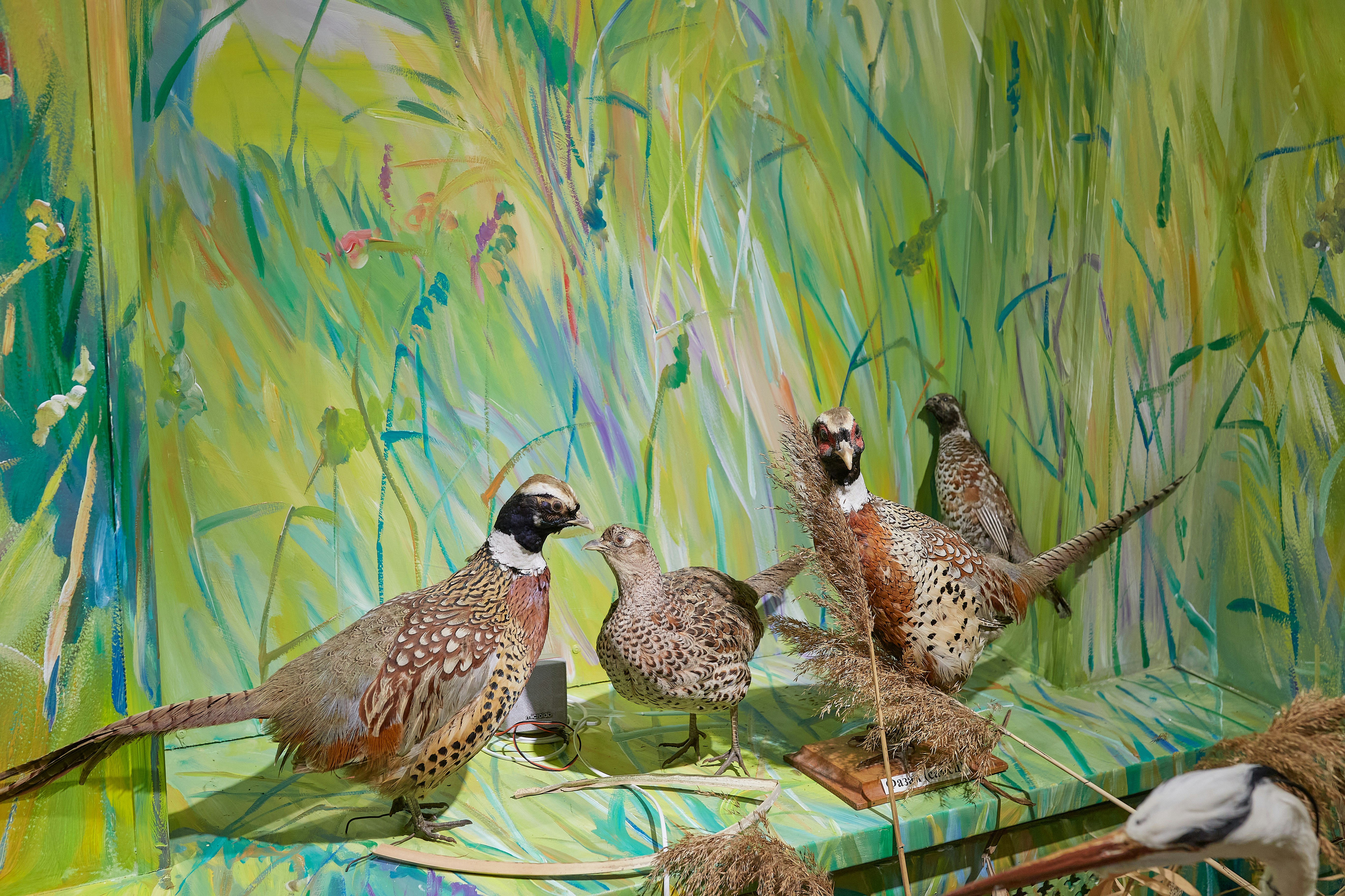 flock of birds on green grass during daytime